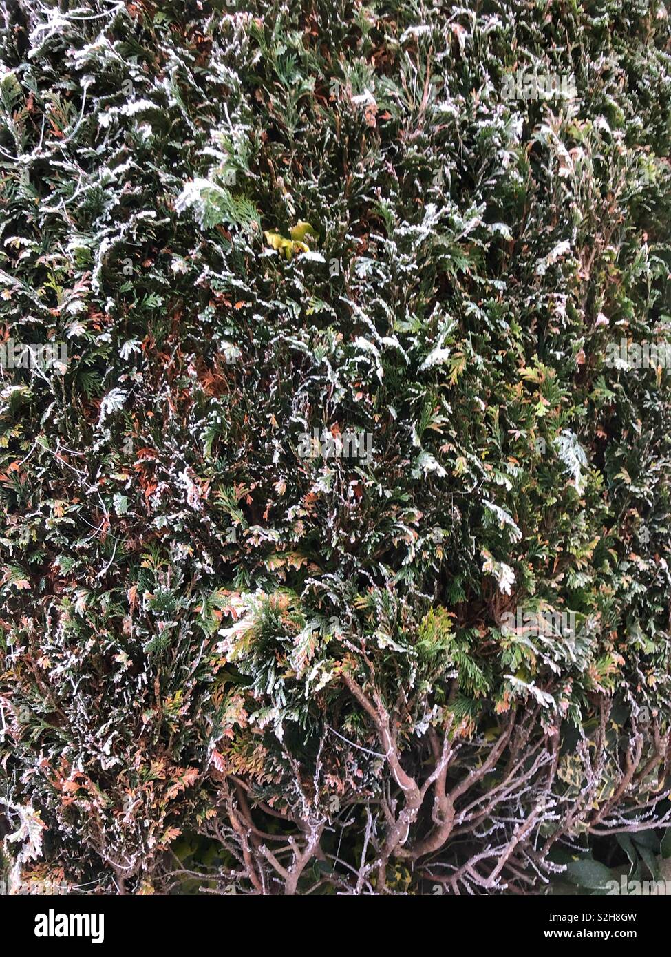 Close up di hedge su un giorno wintery Foto Stock