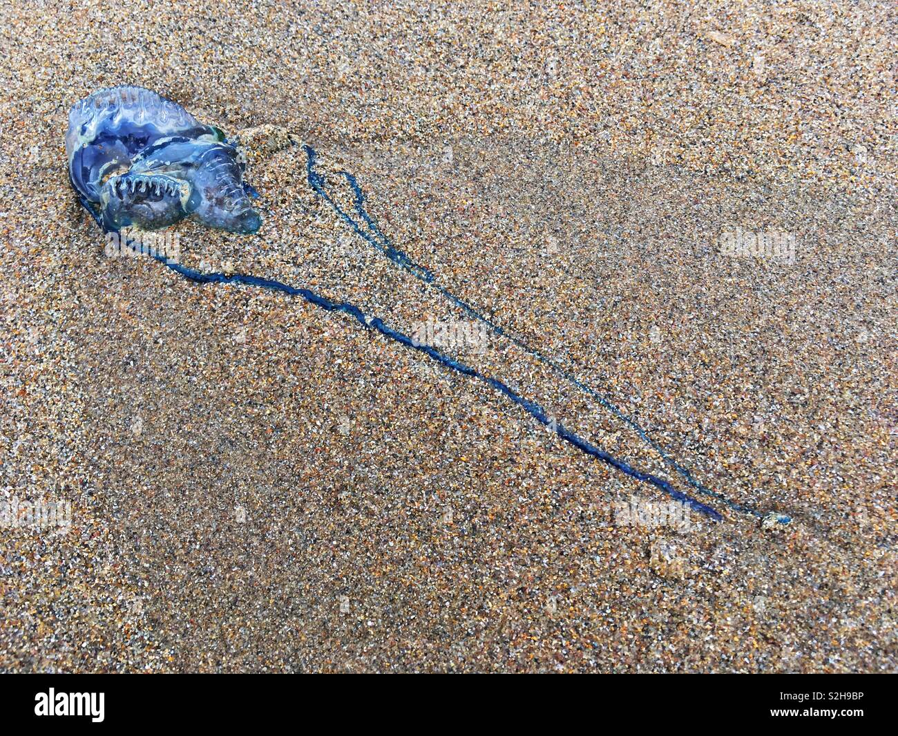 Un bluebottle, noto anche come il portoghese uomo di guerra si trova lavato fino a Durban di South Beach. Mentre di solito non letale, queste meduse-like creature possono offrire un angosciante sting. Foto Stock