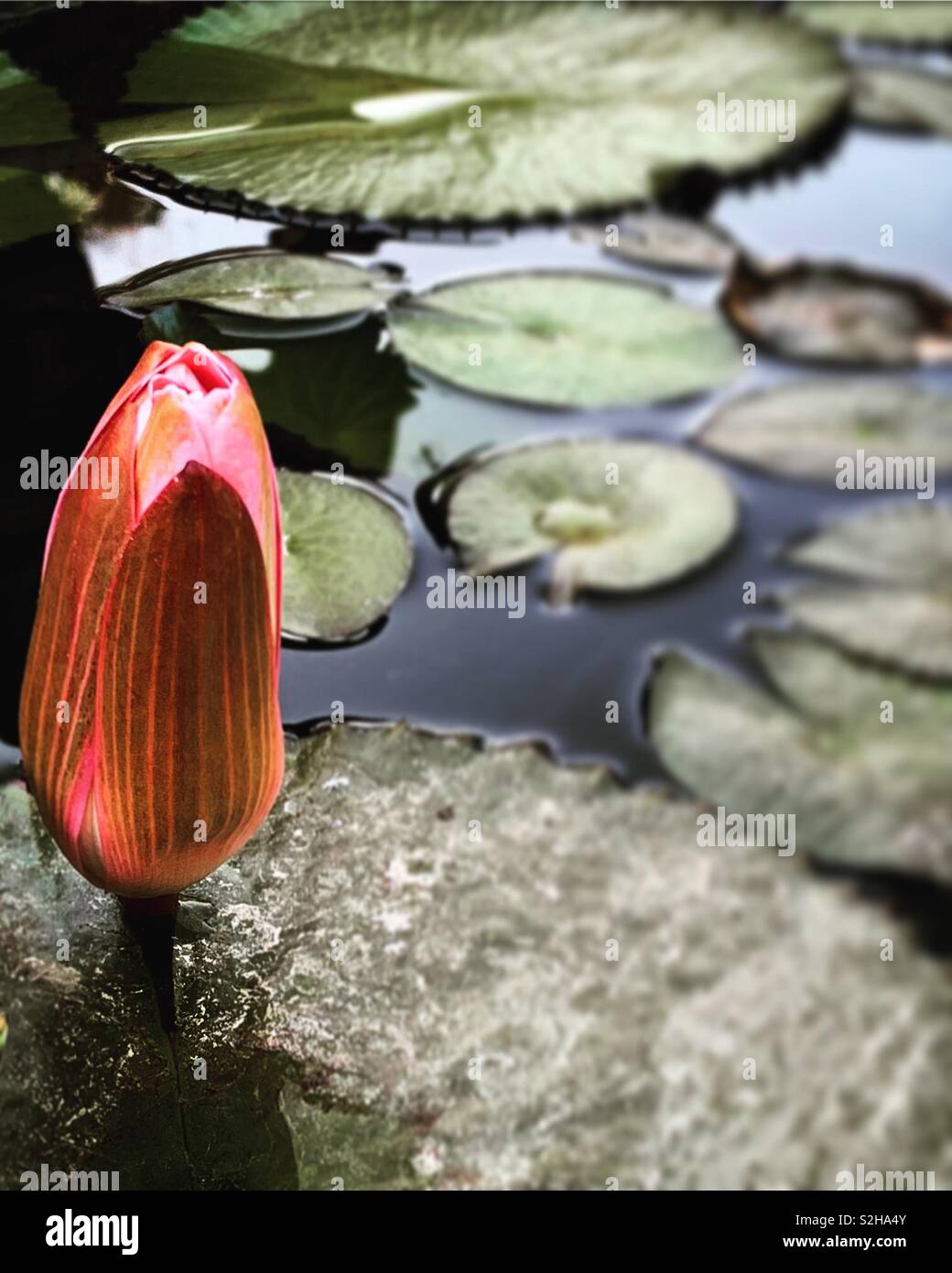 Acqua Lilly - Immagine stock catturata con smartphone
