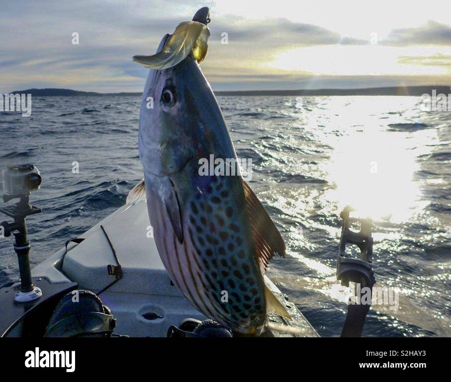 Pesca in kayak in Jervis Bay, Nuovo Galles del Sud, Australia. Agganciato un piccolo bonito su una plastica morbida esca. - Immagine stock catturata con smartphone