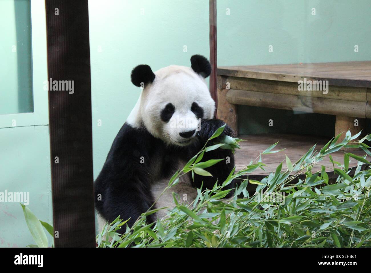 Panda gigante di mangiare il bambù presso lo Zoo di Edimburgo, Edimburgo, Scozia Foto Stock