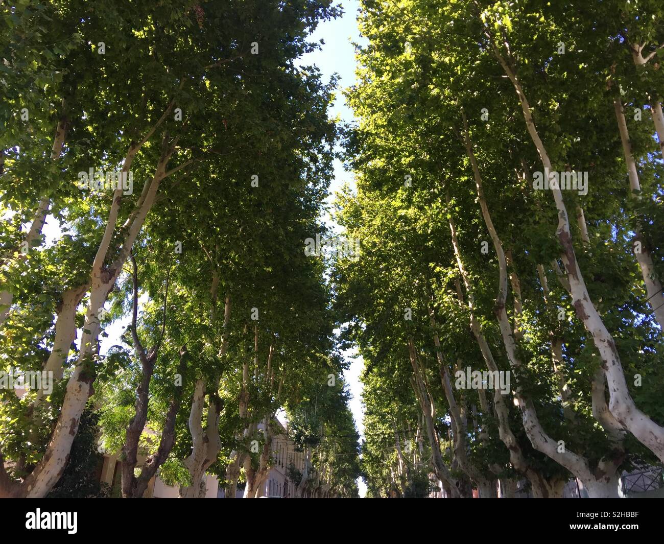 Piano di Londra gli alberi su una strada della città Foto Stock