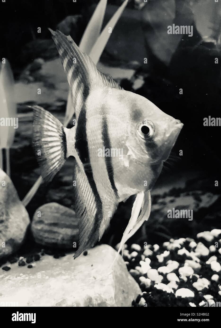 Foto in bianco e nero di un angelfish. Foto Stock