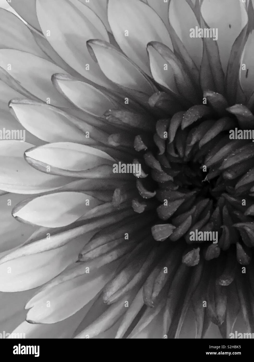 Flower gv in bianco e nero Foto Stock