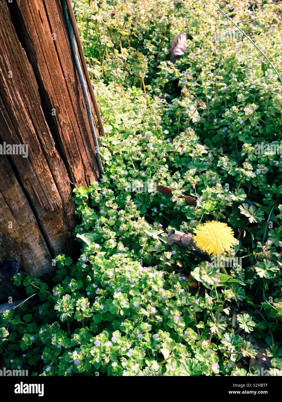 Polo di alimentazione circondato da blue bird's eye Speedwell fiorisce e un solitario giallo tarassaco- Febbraio scongelare in Carolina del Nord Foto Stock