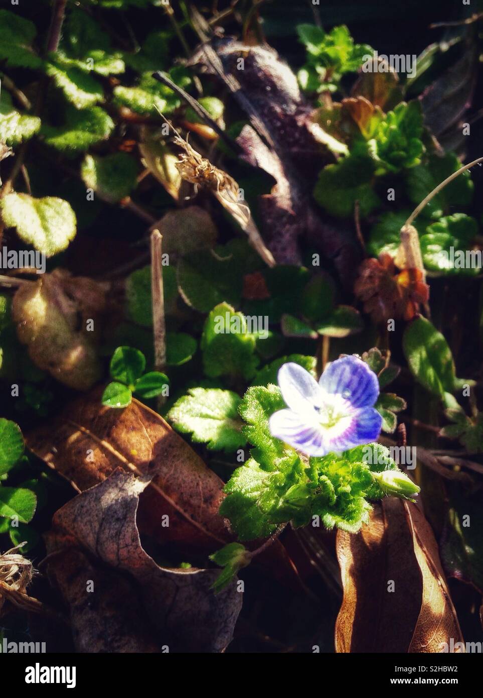 Delicato blue bird's eye Speedwell blossom affiora attraverso inverno di foglie morte durante febbraio scongelare in Carolina del Nord Foto Stock