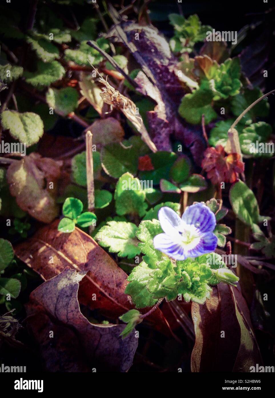 Tiny blue bird's eye Speedwell fiorisce tra l'inverno di foglie morte durante febbraio scongelare in Carolina del Nord Foto Stock
