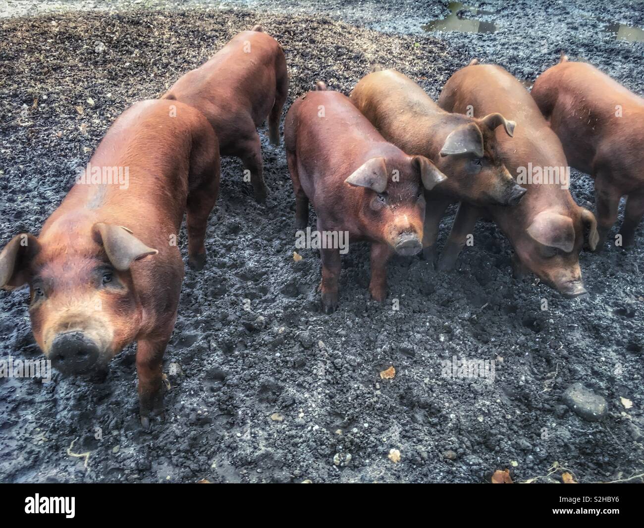 La Duroc maiale è una vecchia razza di maiale domestico Foto Stock