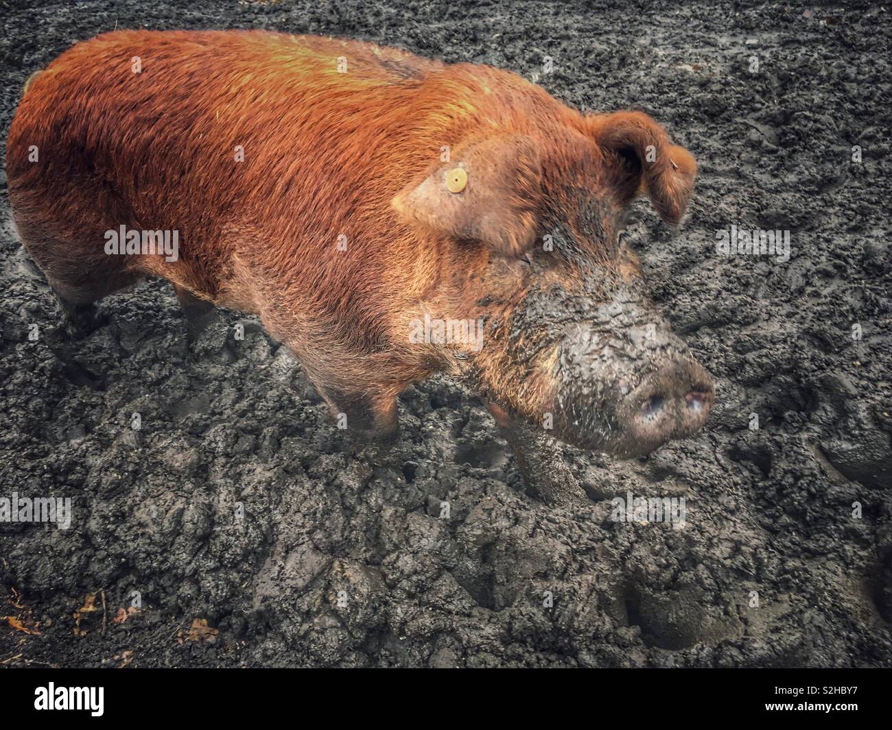 La Duroc maiale è una vecchia razza di maiale domestico Foto Stock
