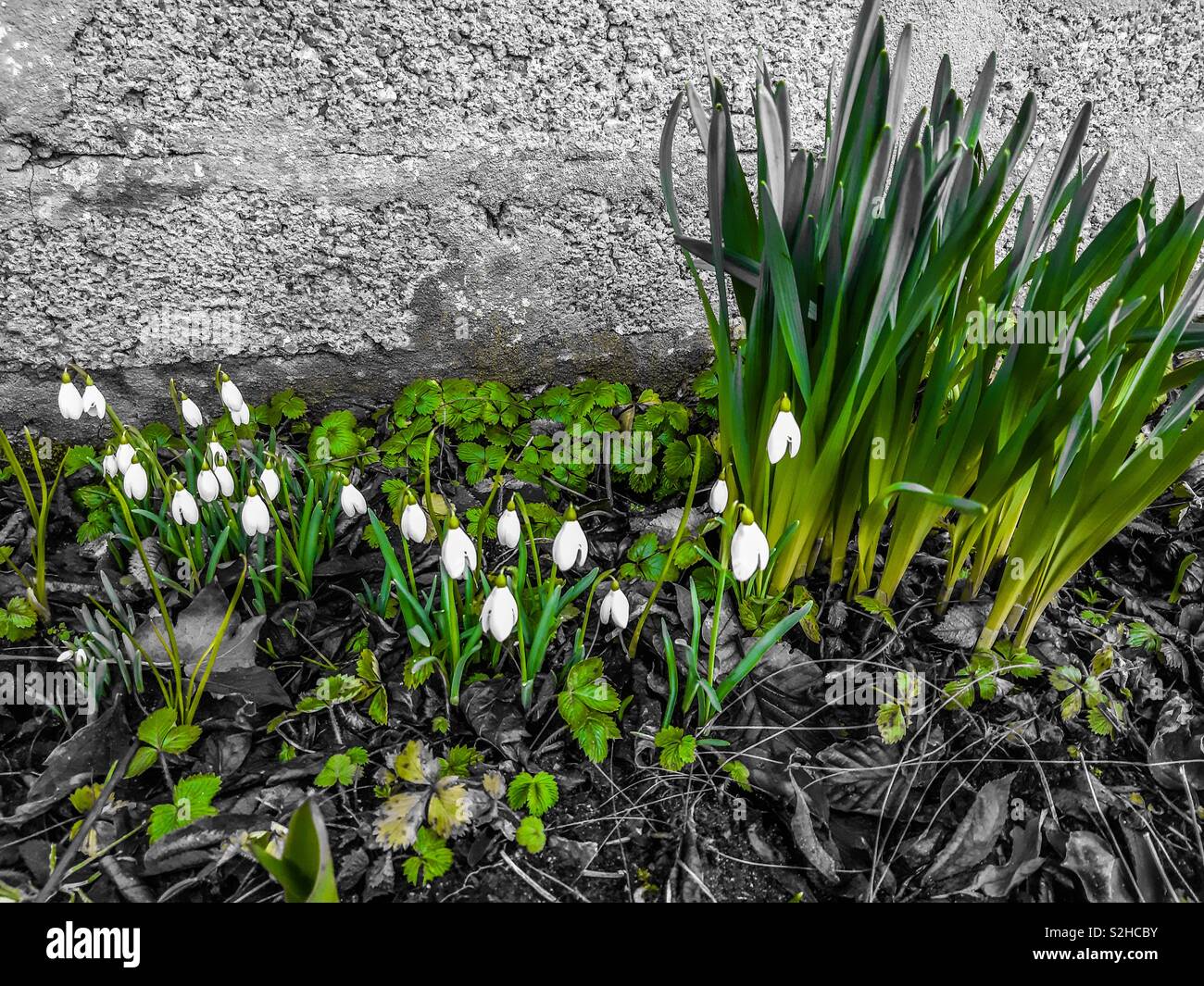 Cadute di neve in giardino in febbraio Foto Stock