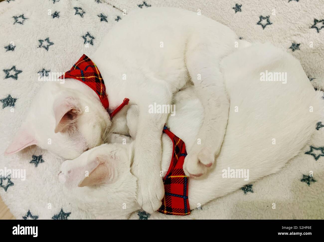 Due graziosi kitties bianco mostra amore l uno per l altro Foto Stock