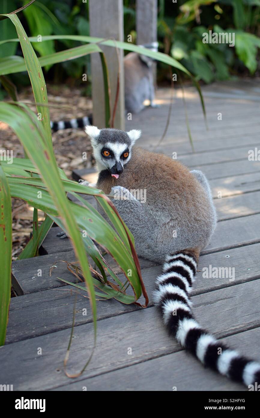 Lemur inceppata la lingua fuori in Australia Foto Stock