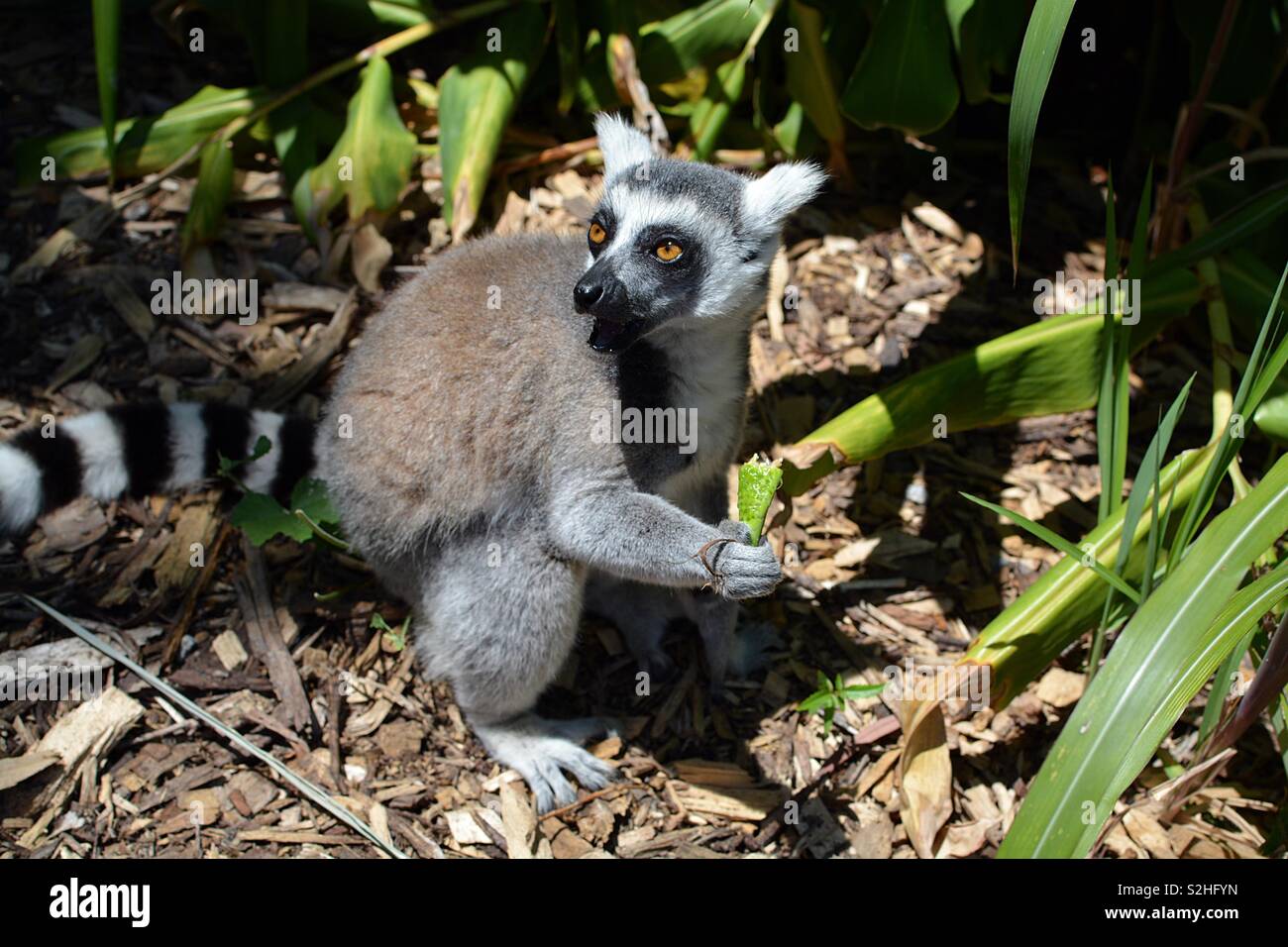 Un lemure con la bocca aperta in Australia Foto Stock