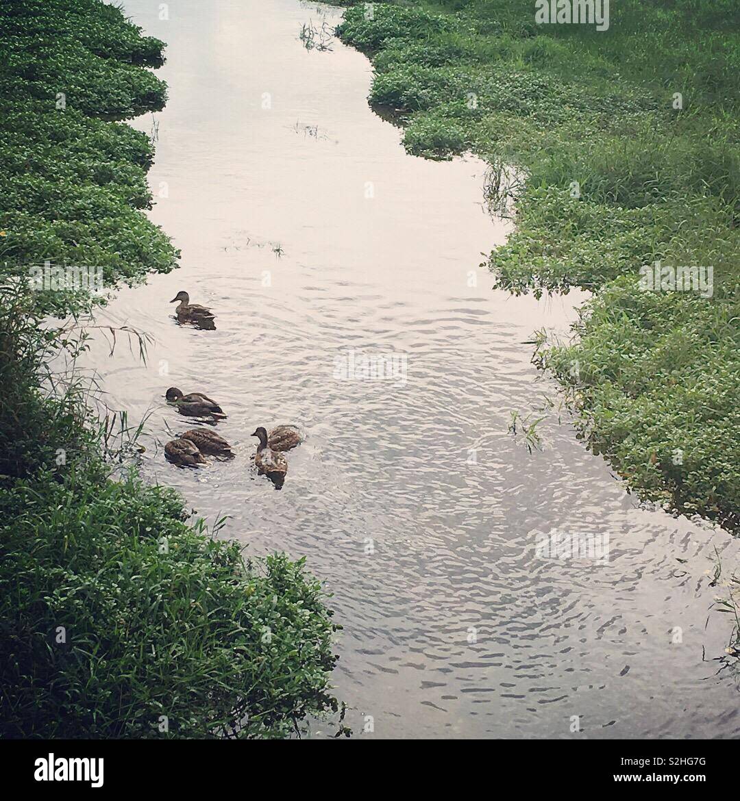 Flusso di anatra Foto Stock