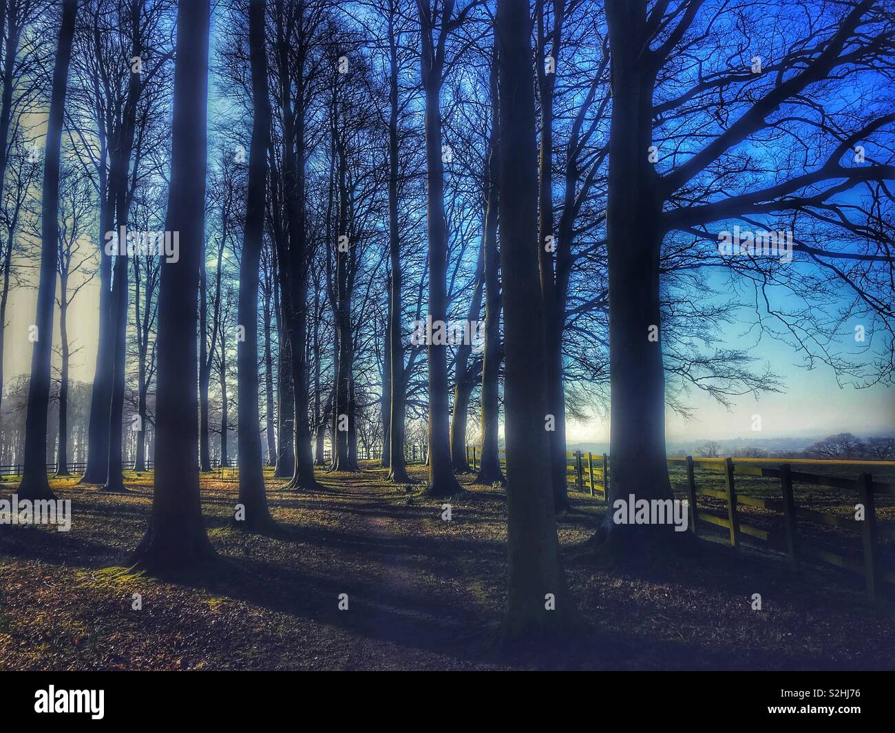 Alberi in inverno Foto Stock