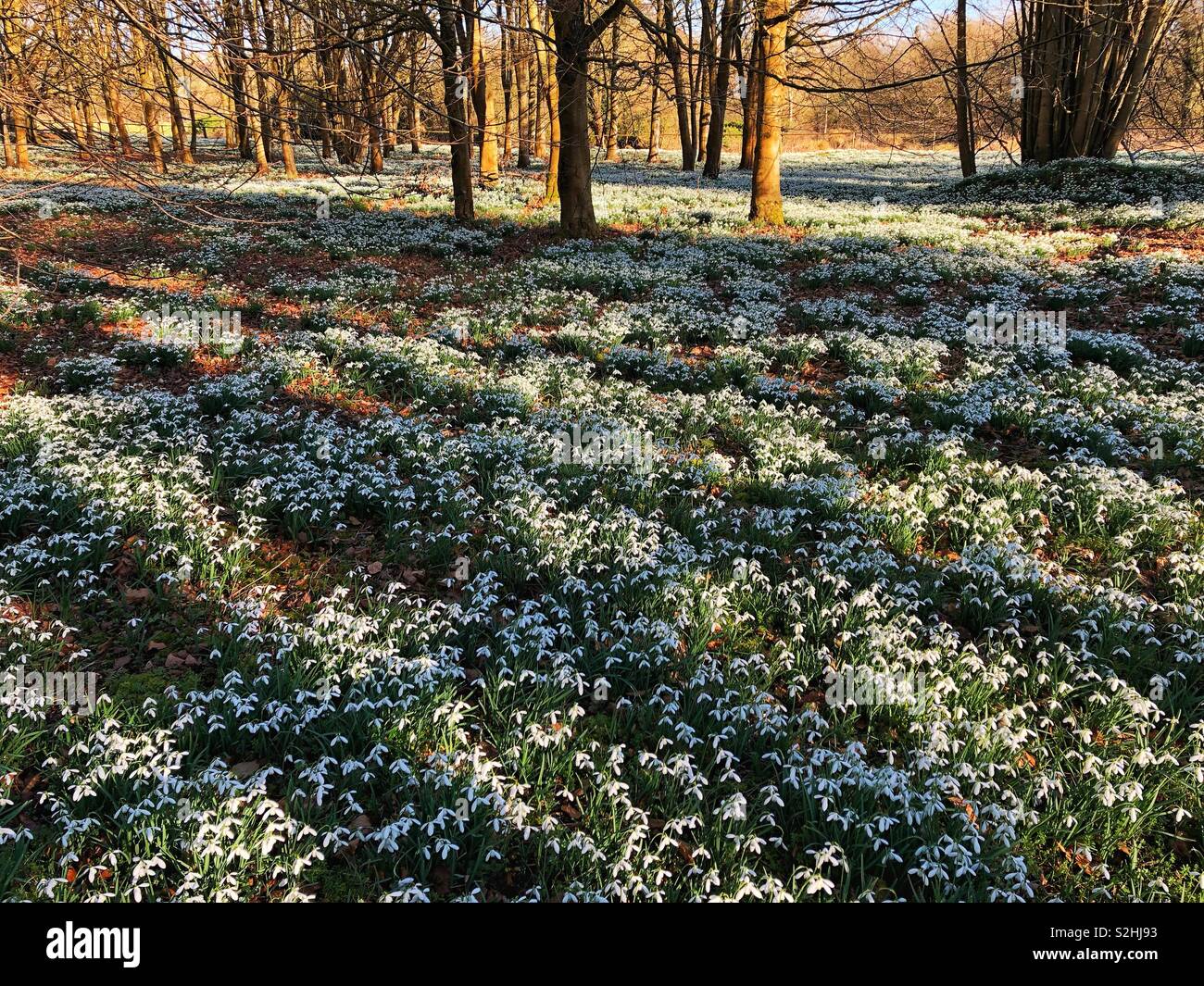Snowdrops Welford Park. Welford. Newbury. Berkshire, Inghilterra. Foto Stock