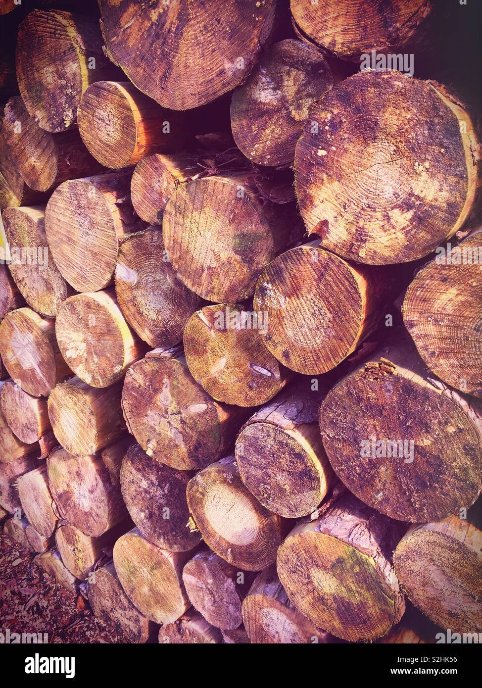 Un sacco di tronchi per il fuoco e combustibile Foto Stock