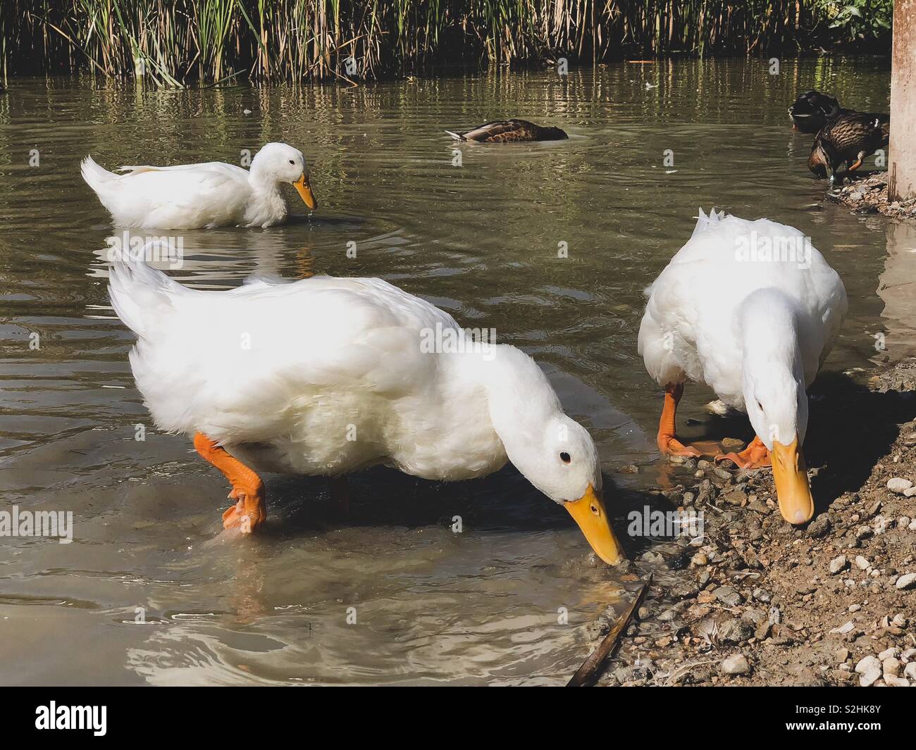 Bianco pesante Pekin anatre alla ricerca di cibo in acqua poco profonda Foto Stock