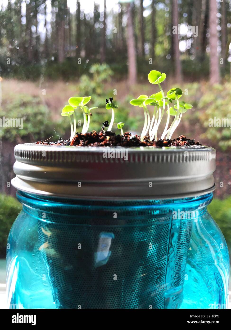 Il basilico che scaturiscono da un vaso da giardino. Foto Stock