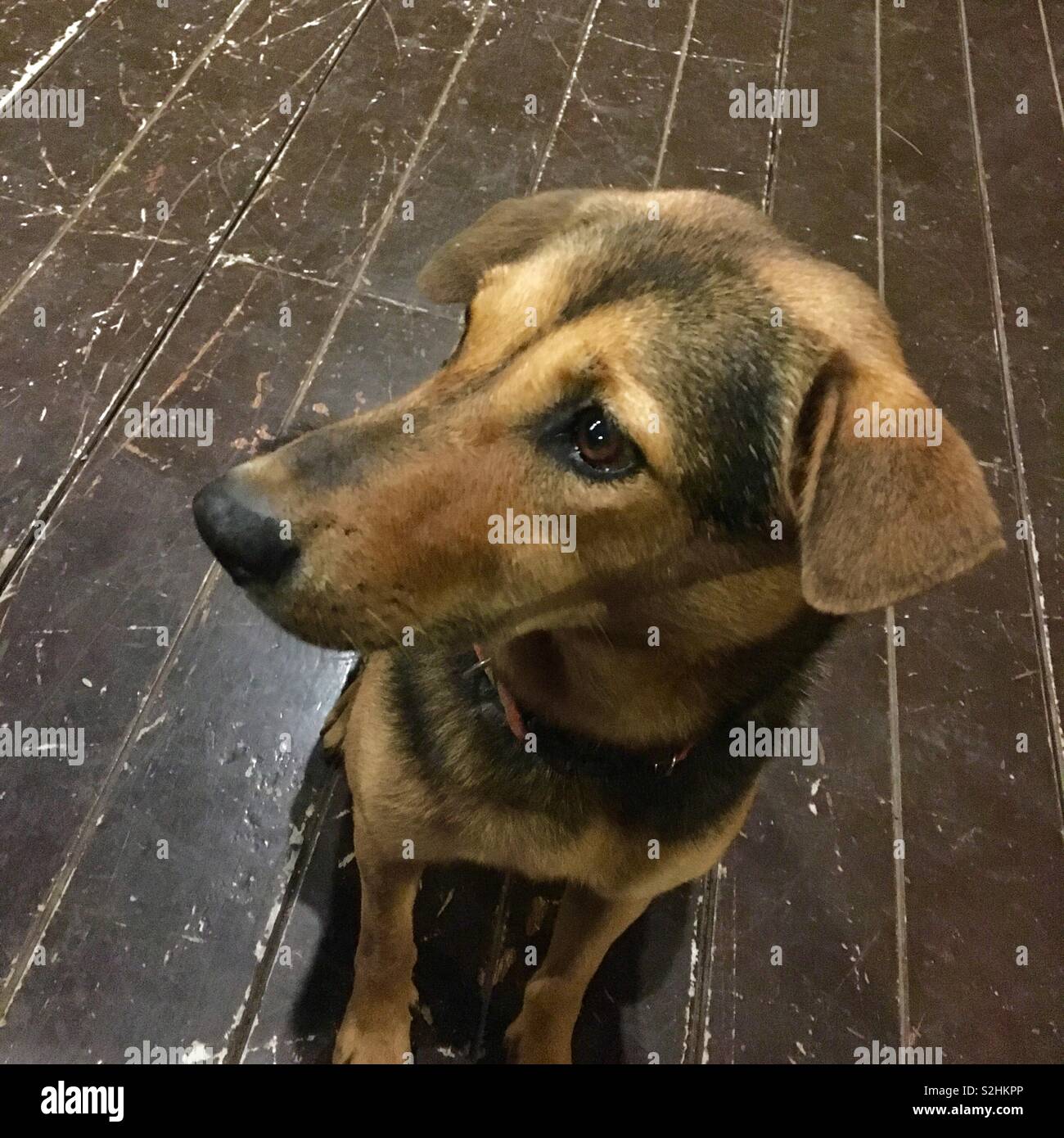 Cane sul pavimento in legno Foto Stock