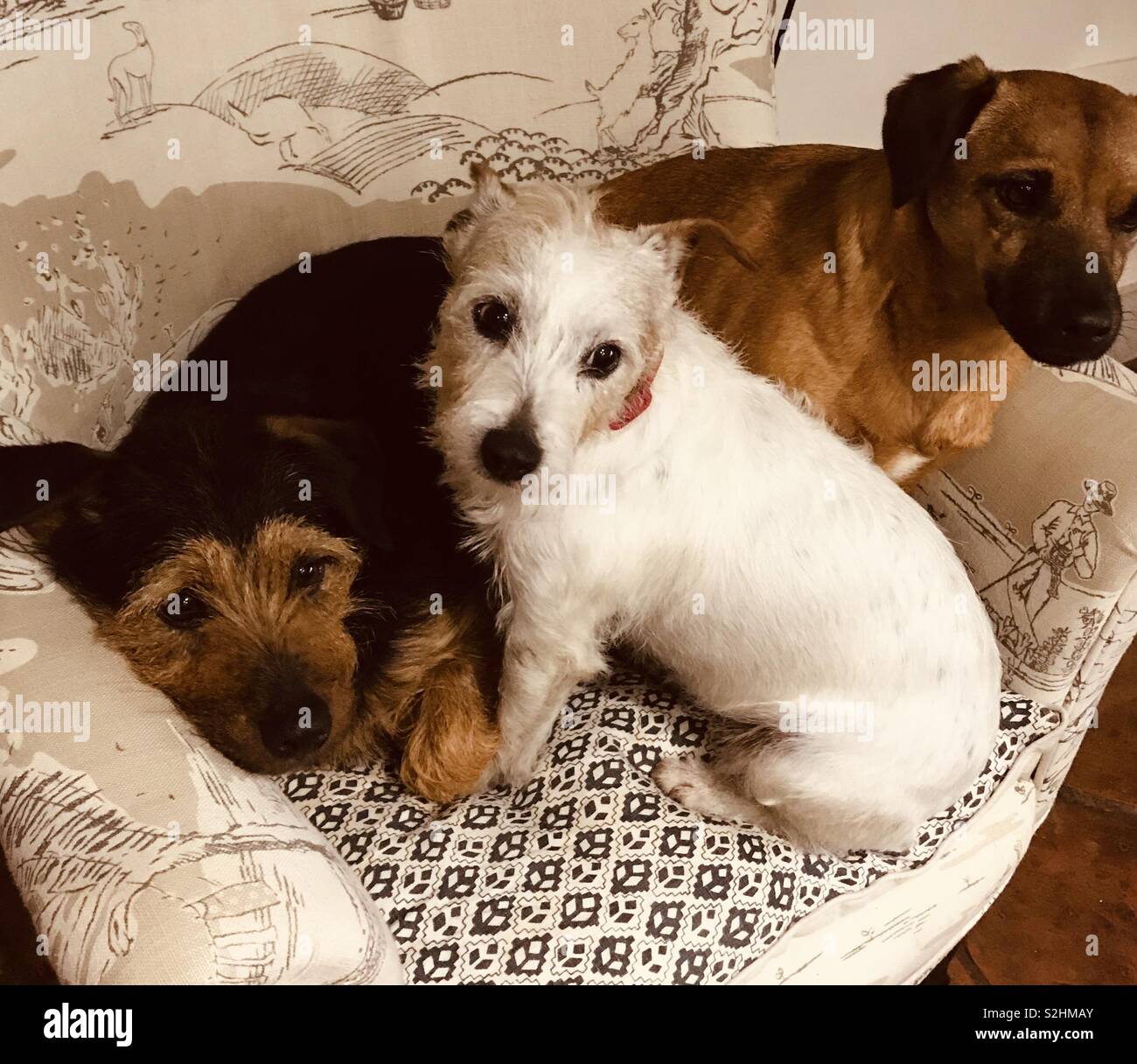 Camera per una più! I cani la condivisione di una sedia. - Immagine stock catturata con smartphone