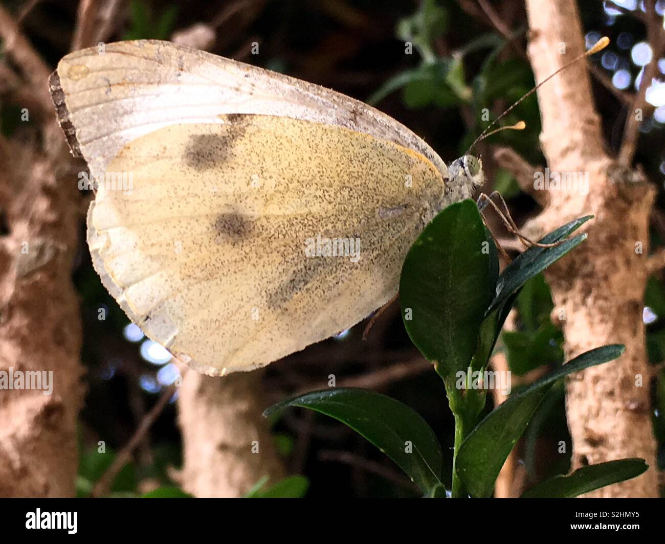 Grande farfalla bianca - Immagine stock catturata con smartphone