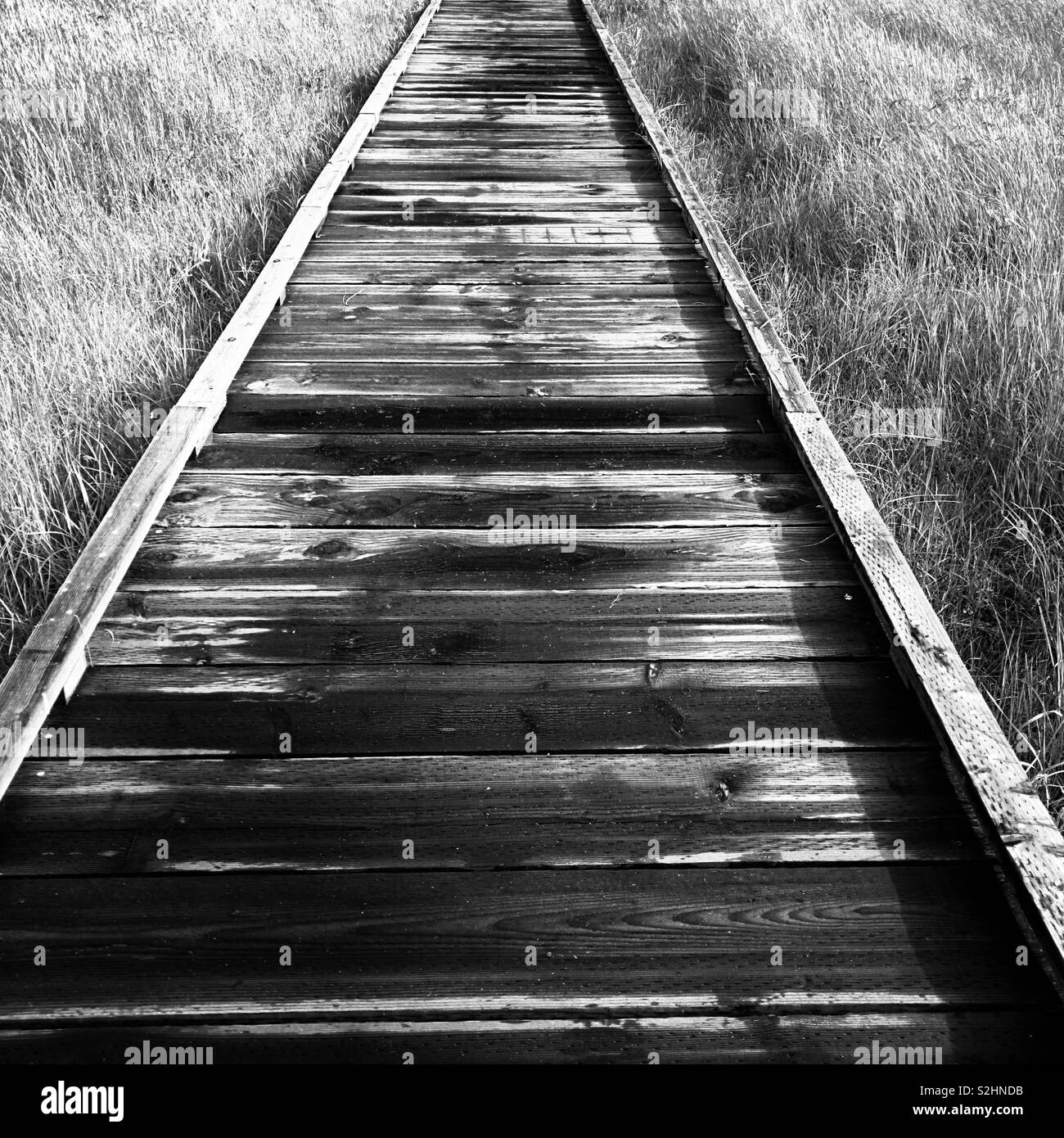 Una passerella di legno circondato da erba. - Immagine stock catturata con smartphone