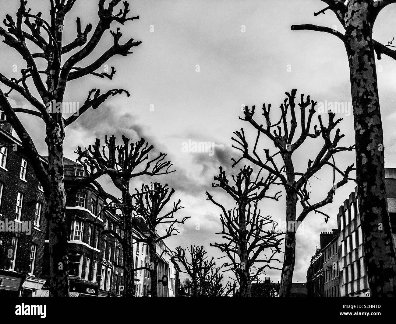 Pollarded alberi nel centro di York, Regno Unito Foto Stock
