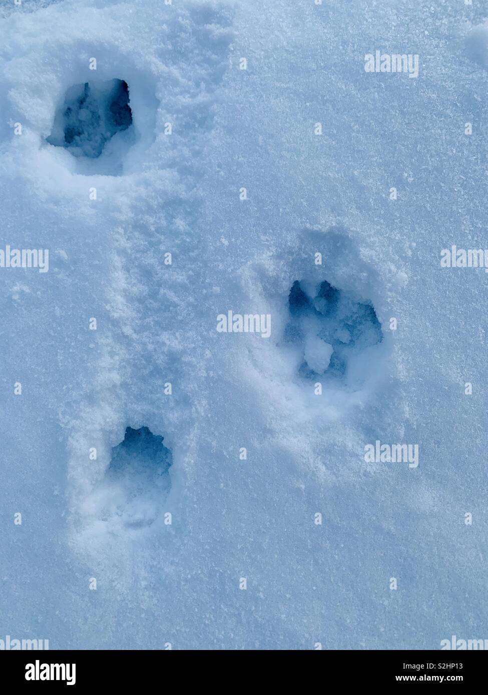 Stampe di cane nella neve. - Immagine stock catturata con smartphone