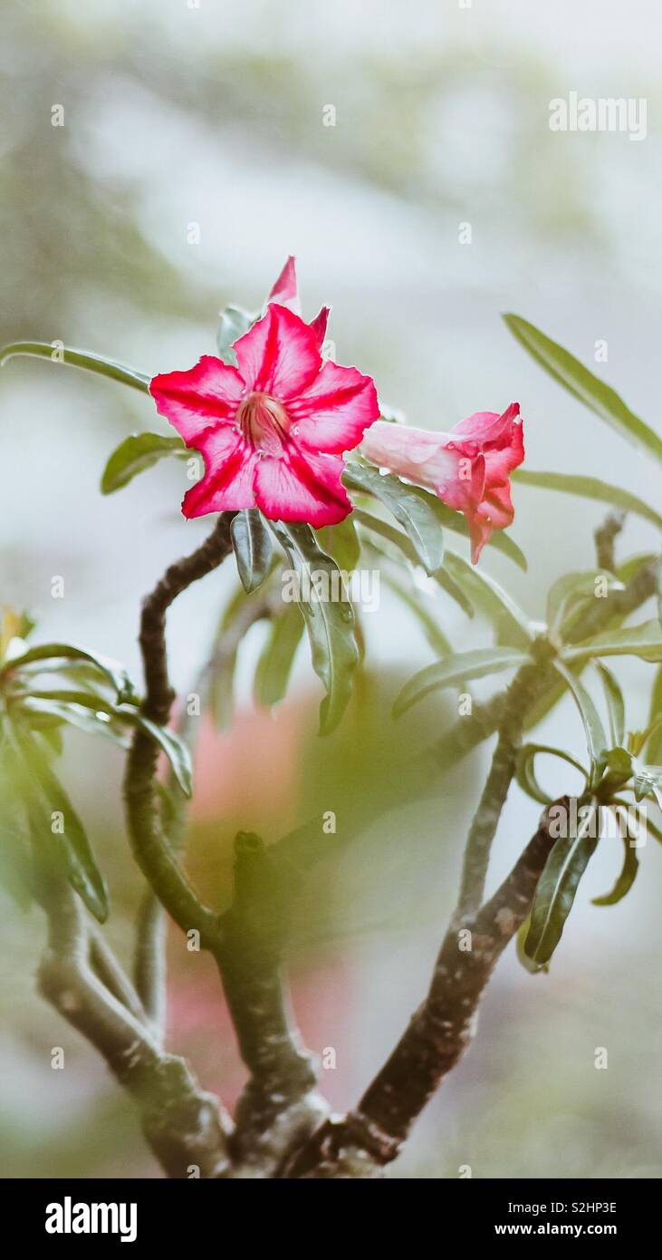 Cluse di adenium fiore Foto Stock