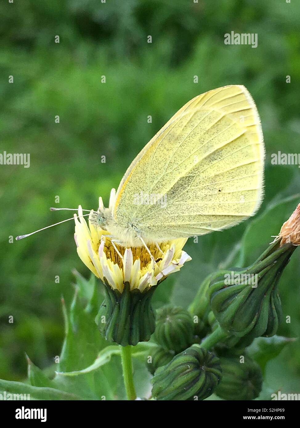 Piccola farfalla bianca - Immagine stock catturata con smartphone