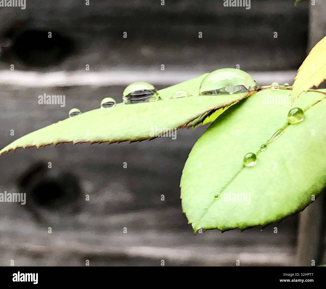 Perle di acqua su foglie di rose Foto Stock