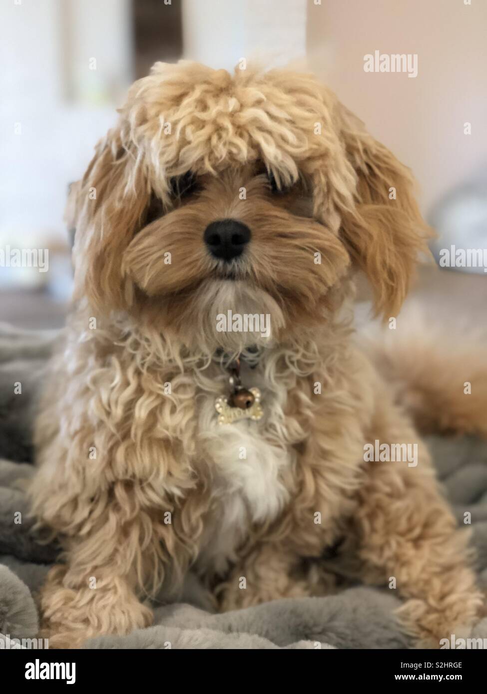 Cavachon cucciolo ha bisogno di un taglio di capelli con questo shaggy cerca coat... Foto Stock