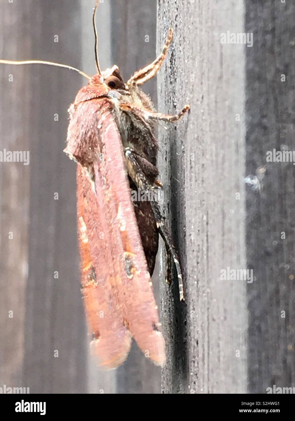 Grande giallo underwing moth Foto Stock