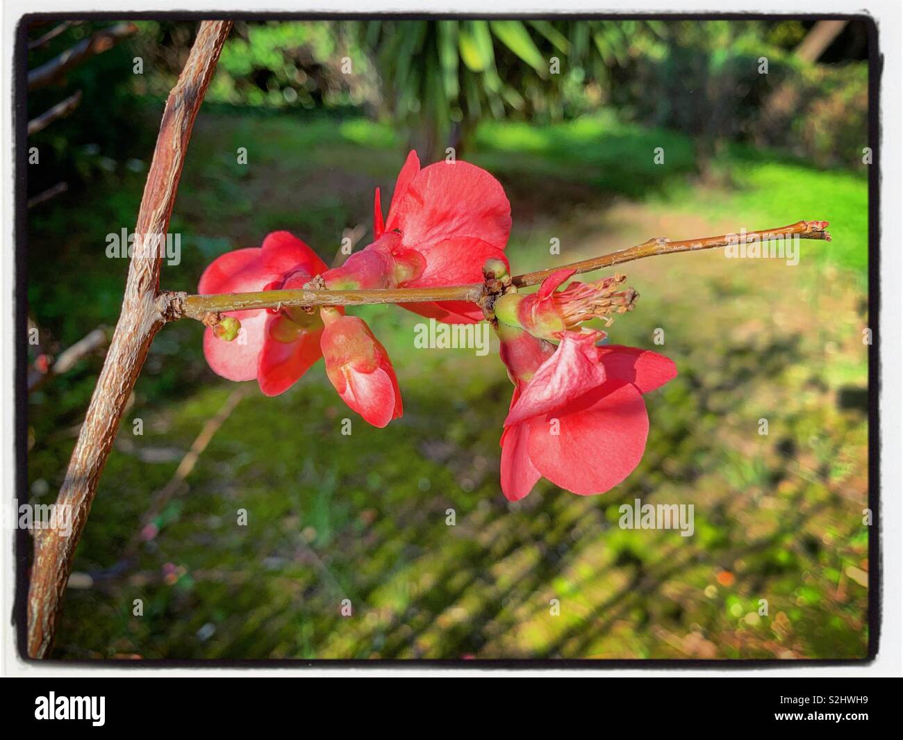 La primavera è dietro l'angolo - Immagine stock catturata con smartphone