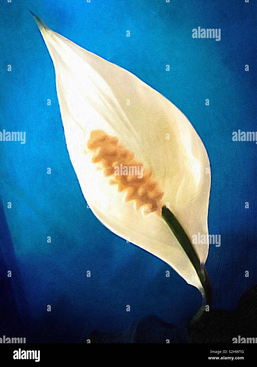 Giglio di pace, con pennellate, su un tranquillo sfondo blu. Colori armoniosi. Una composizione lenitiva in bianco e blu. - Immagine stock catturata con smartphone