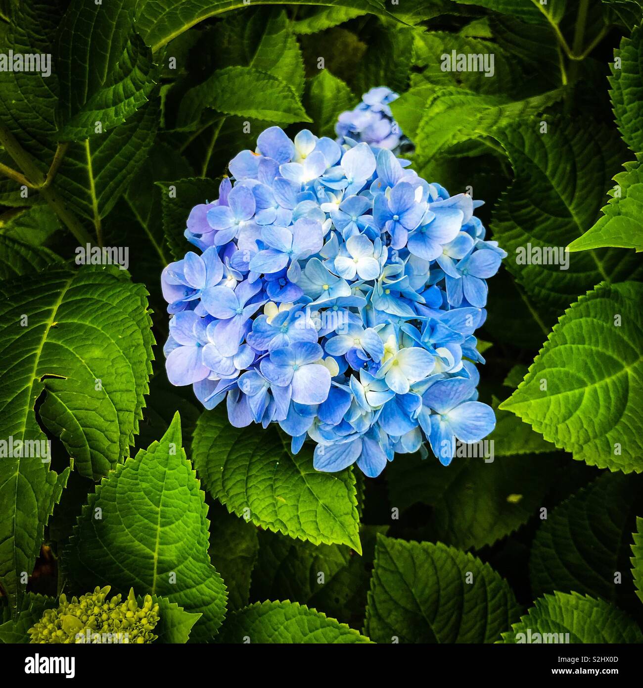 Grandi ortensie blu fiore testa (Hydrangea macrophylla) circondato da piante verdi foglie - Immagine stock catturata con smartphone
