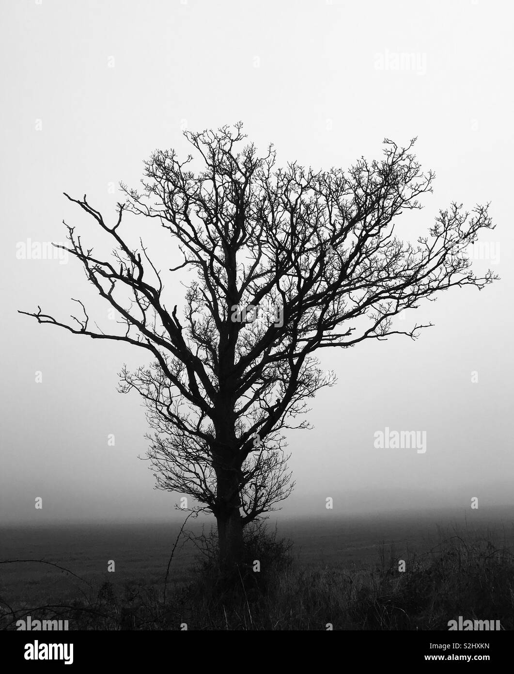 Albero spettrale Foto Stock