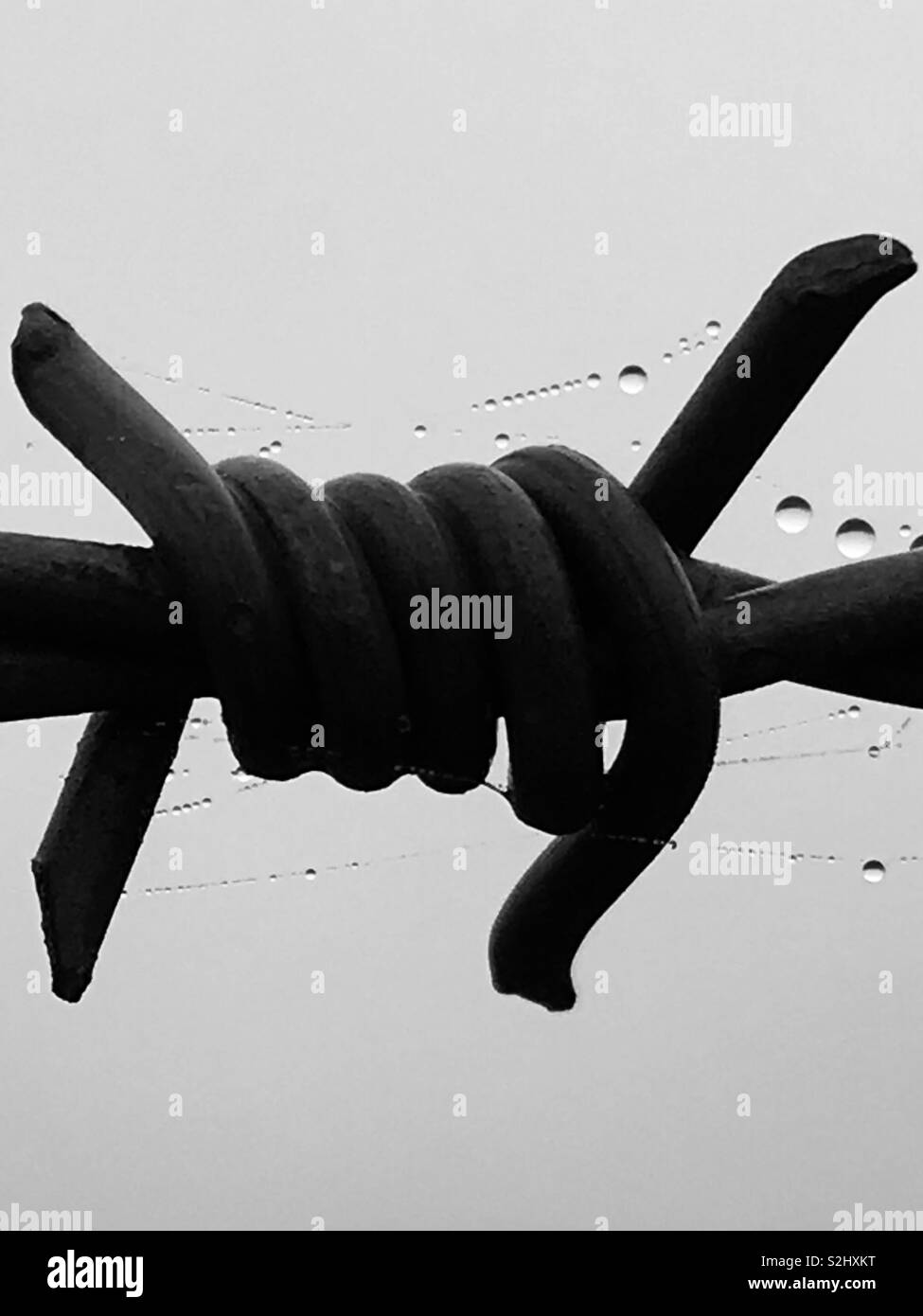 Filo spinato closeup con ragni e web Rugiada di mattina Foto Stock