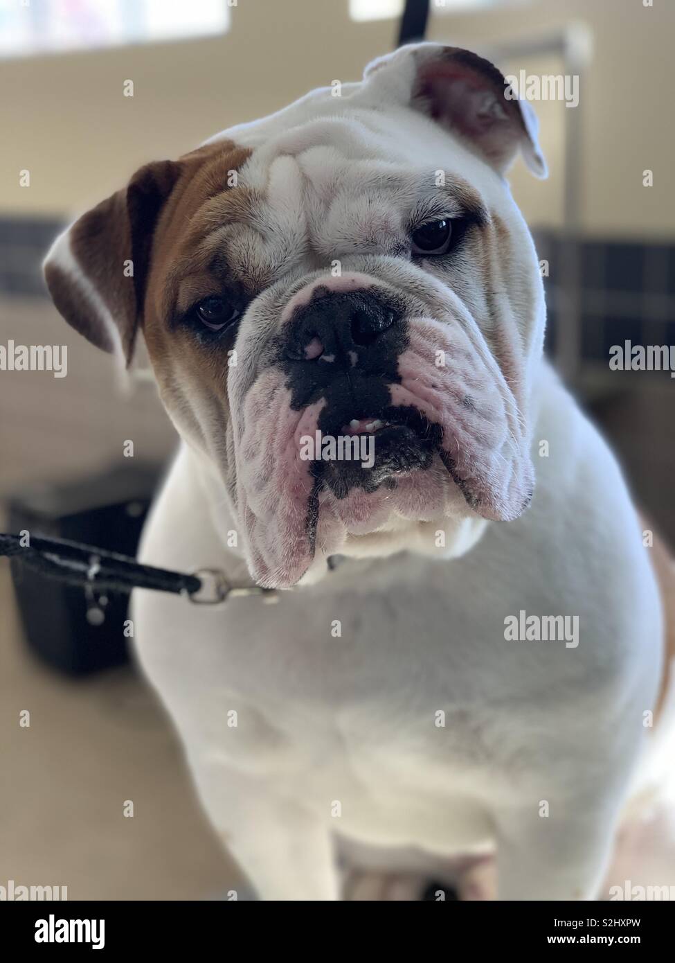 Bulldog su una tabella di toelettatura Foto Stock