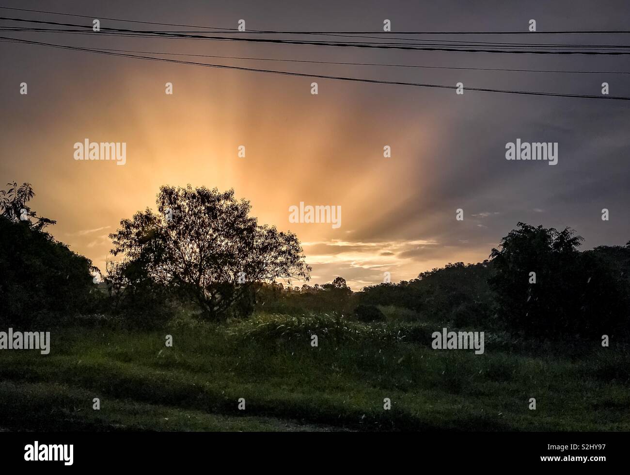 Albero su un campo contro i fasci di luce del tramonto Foto Stock