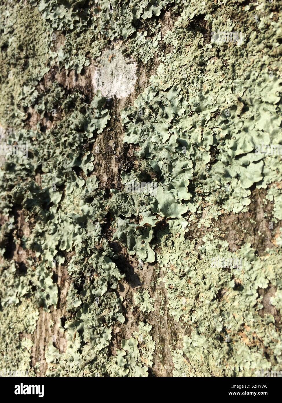 Lichene verde su un tronco di albero Foto Stock