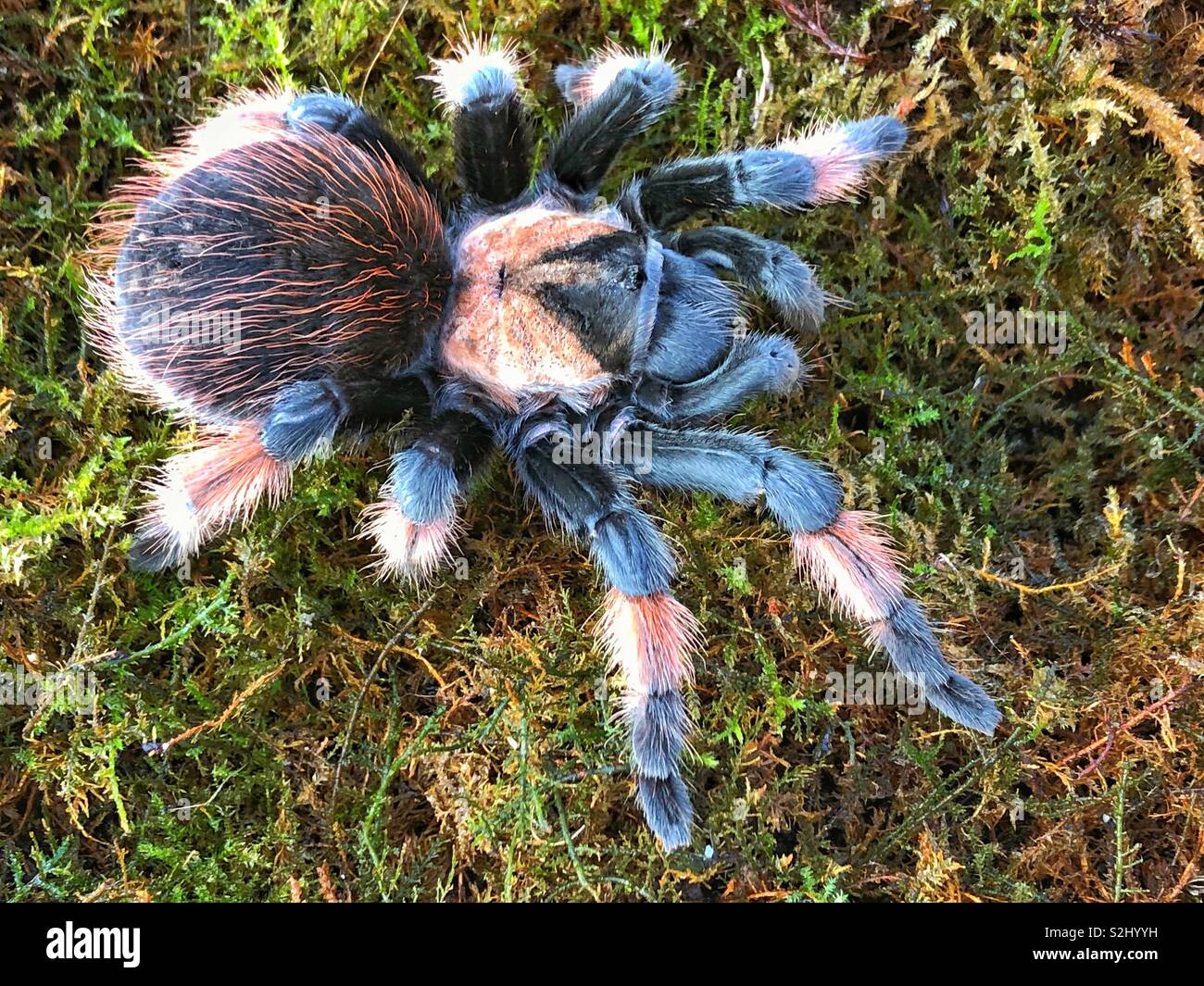 Messicano gamba rossa tarantula (Brachypelma Emilia) Giovane femmina - Immagine stock catturata con smartphone