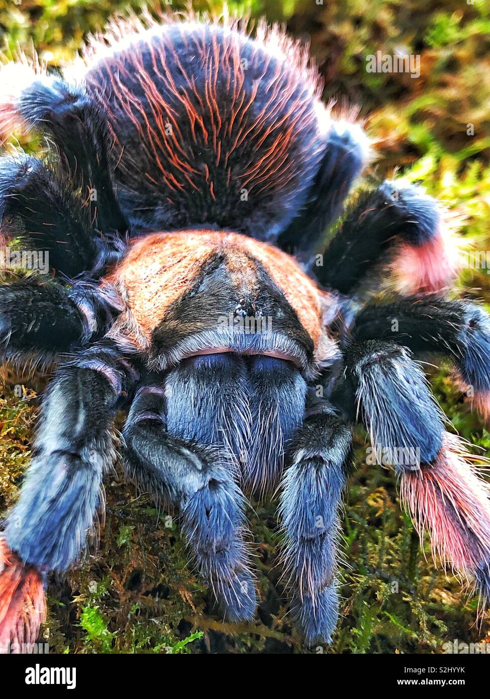 Messicano gamba rossa tarantula (Brachypelma Emilia) Giovane femmina - Immagine stock catturata con smartphone