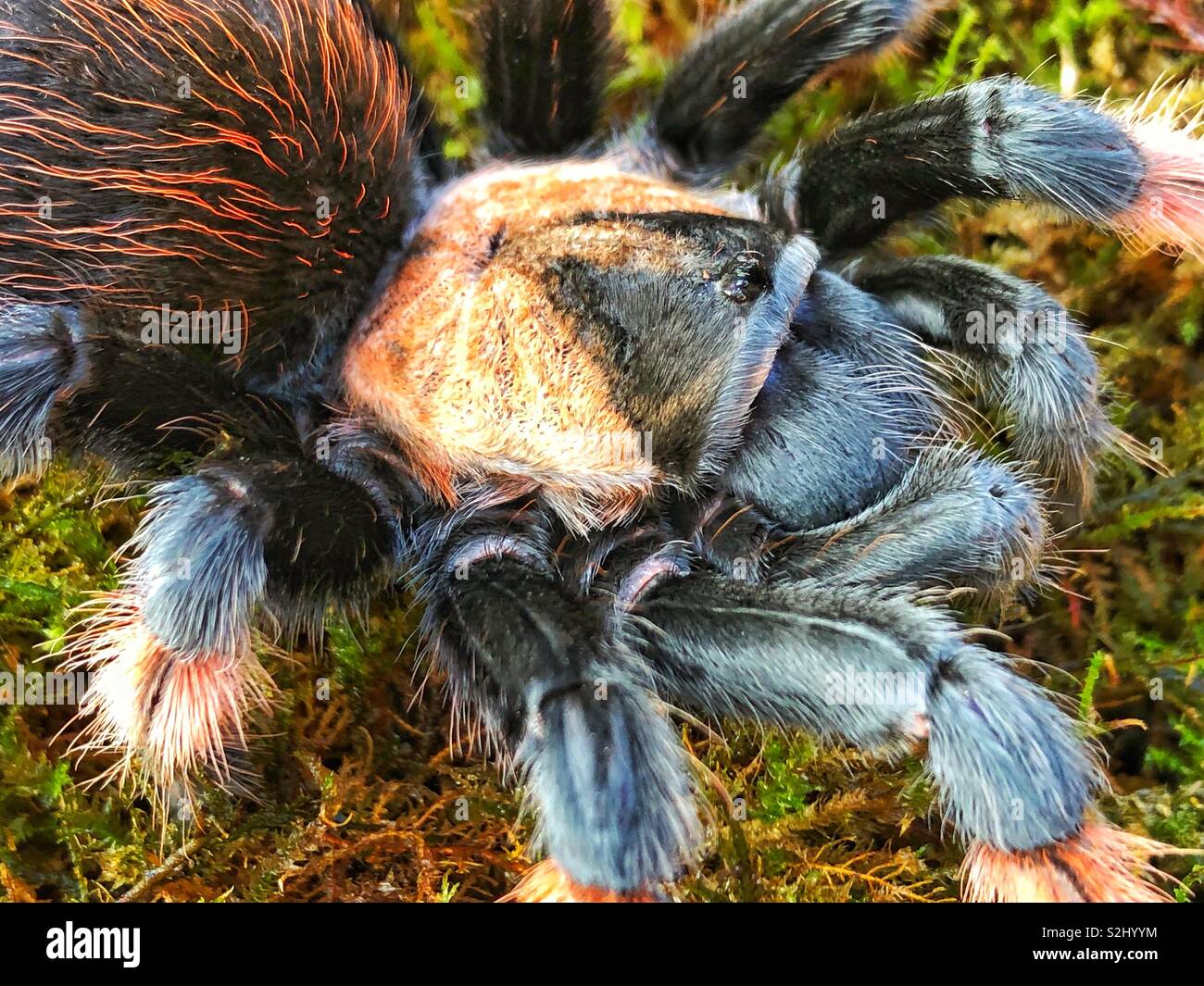 Messicano gamba rossa tarantula (Brachypelma Emilia) Giovane femmina - Immagine stock catturata con smartphone