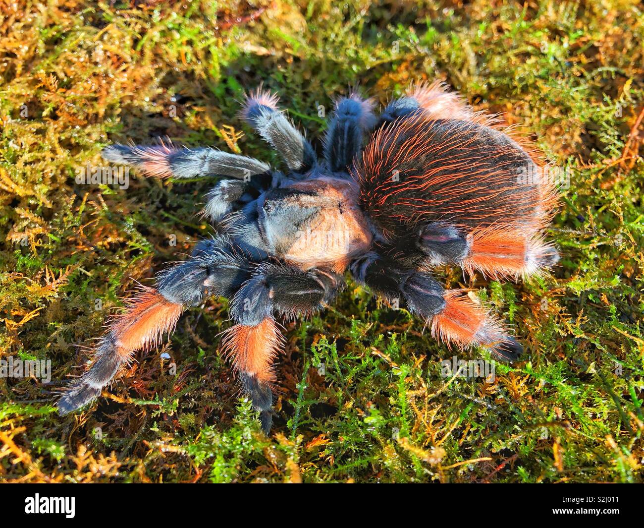 Messicano gamba rossa tarantula (Brachypelma Emilia) Giovane femmina - Immagine stock catturata con smartphone