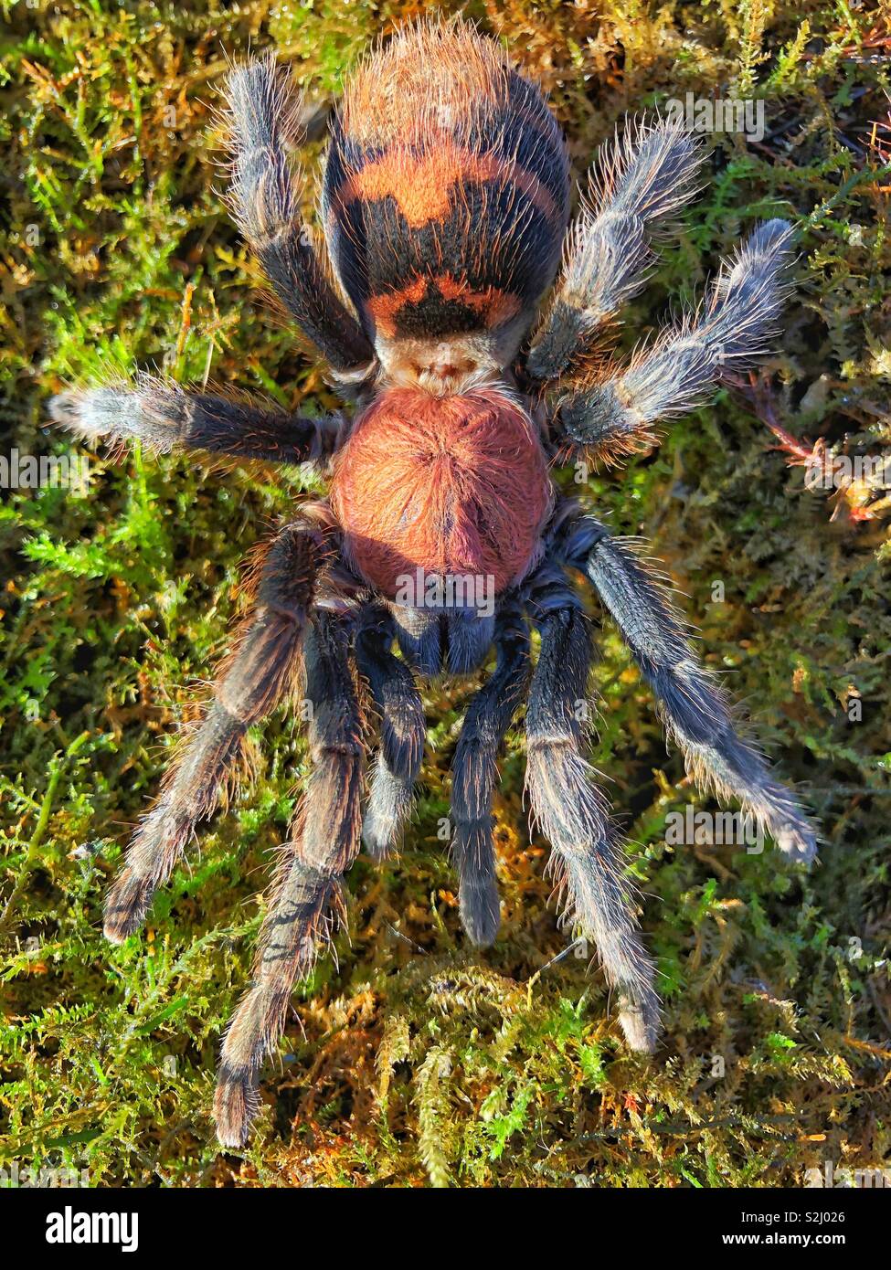Costa Rica Red scamone Tarantula (Cyclosternum Fasciatum) ragno femmina - Immagine stock catturata con smartphone