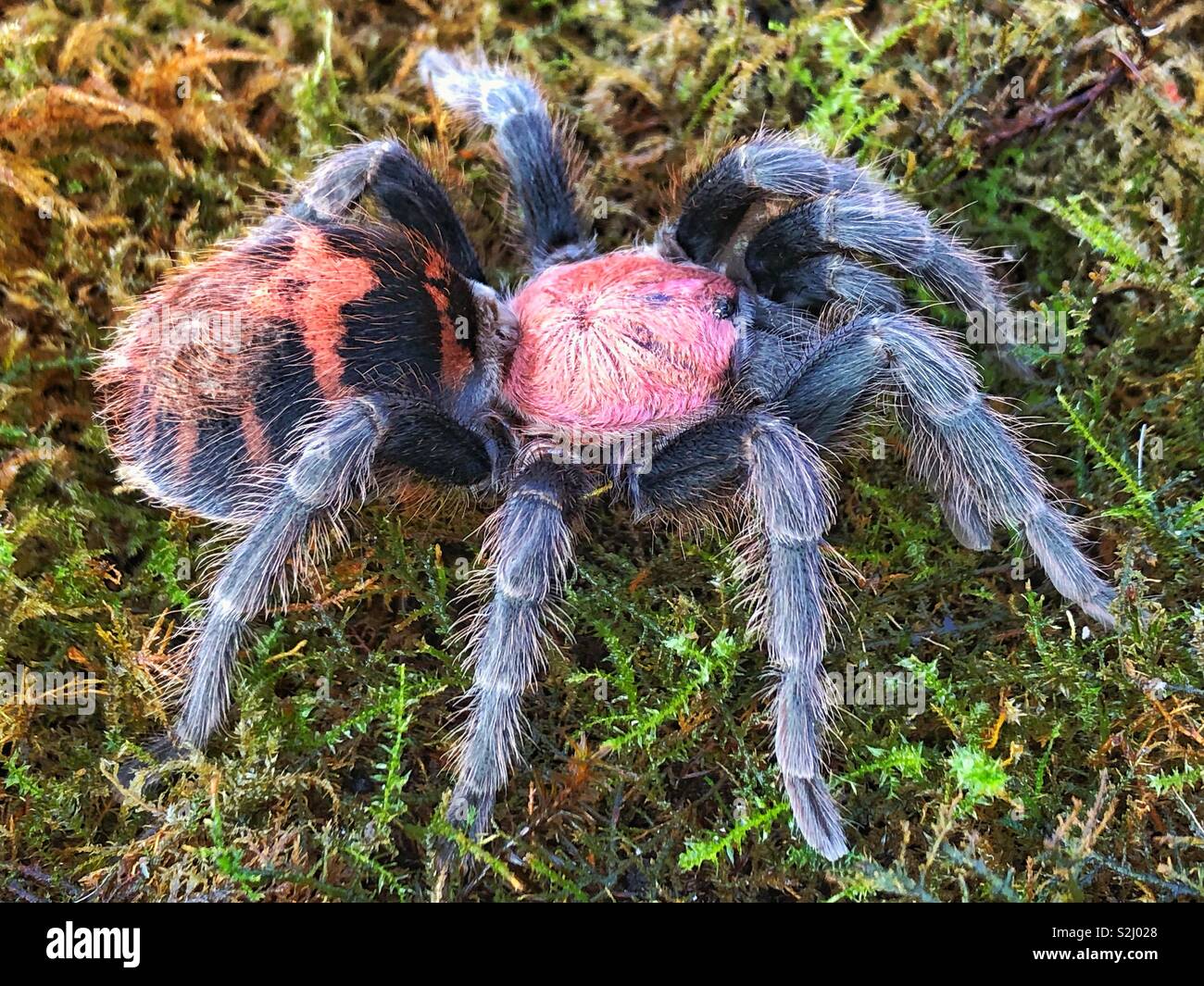 Costa Rica Red scamone Tarantula (Cyclosternum Fasciatum) ragno femmina - Immagine stock catturata con smartphone