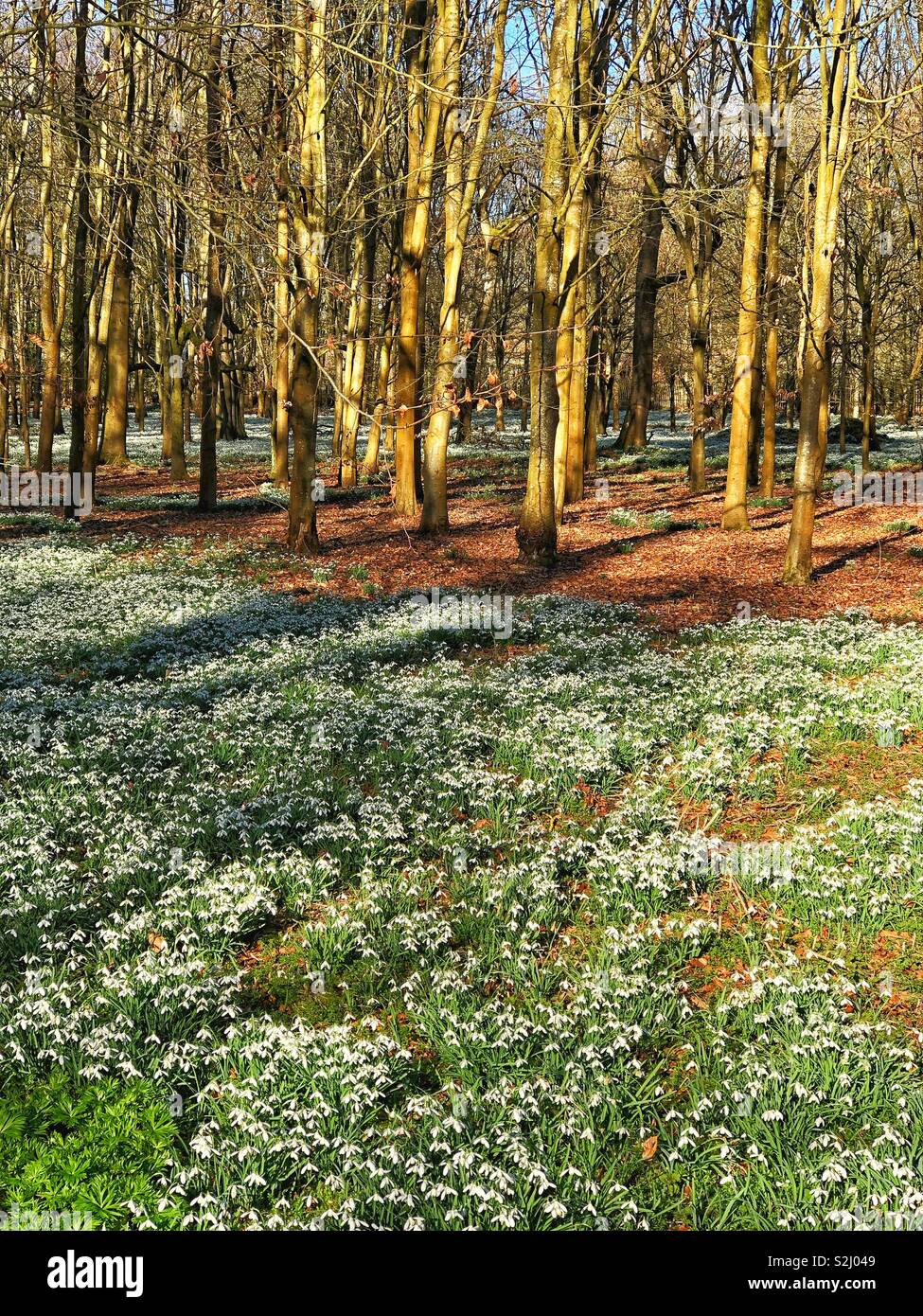 Tappeto di bucaneve in primavera Foto Stock