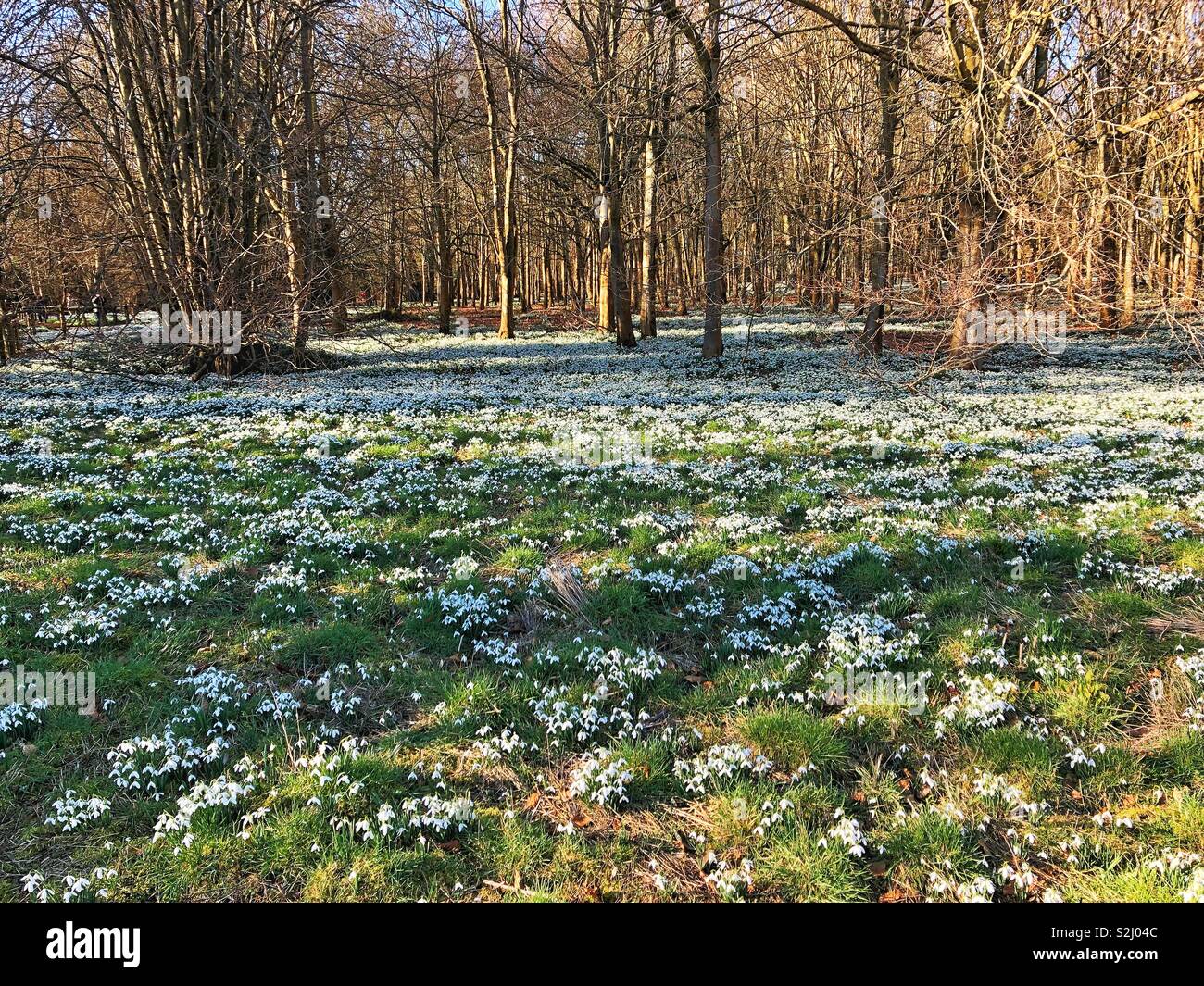 Snowdrops Welford Park in primavera Foto Stock